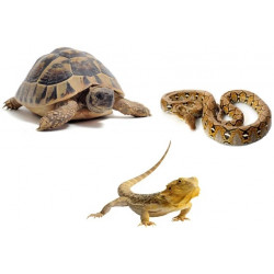 Товари для рептилій та черепах