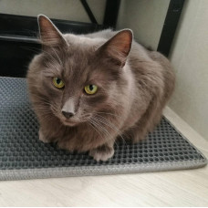 Двошаровий водонепроникний килим 33х30 см ЕВАМУР Eva-Line (Ева Лайн) під котячий туалет Бежевий