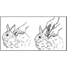 Капли на холку от блох и клещей для котов и кроликов Bayer Advantage 80 №4 (Байер Адвантейдж) 4-8 кг 4 пипетки