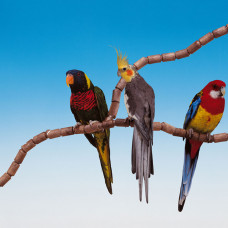 Пластикова жердочка в канареку, папуг і екзотичних птахів Ferplast Flex (Ферпласт Флекс) france 1,6 cm - FLEX 4192