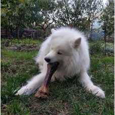 Натуральное лакомство для собак сушеная голень бычка с жилой 