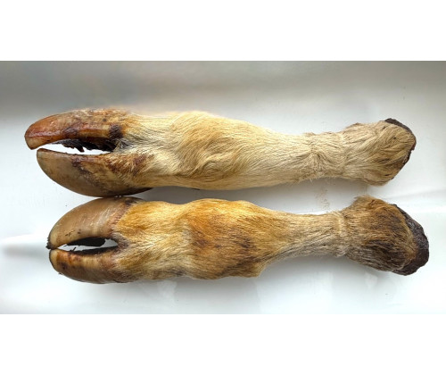 Лакомство для собак сушеная нога бычка долгая с шерстью Лакомство для собак сушеная нога бычка долгая с шерстью