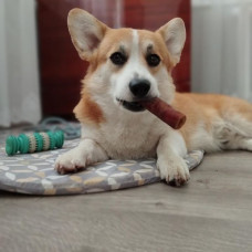 Натуральное лакомство для собак бычий корень (пенис) сушеный 