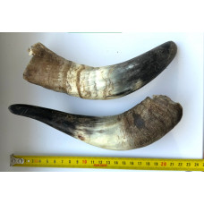 Натуральное лакомство для собак Роги бычка сушеные 