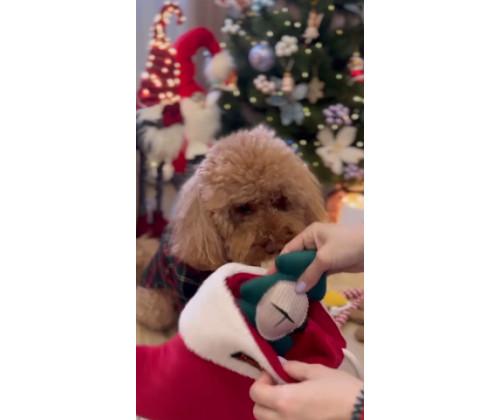 Набор игрушек для собак новогодний сапожок с подарками Happy Peppy (Хэппи Пеппи) Набор игрушек для собак новогодний сапожок с подарками Happy Peppy (Хэппи Пеппи)