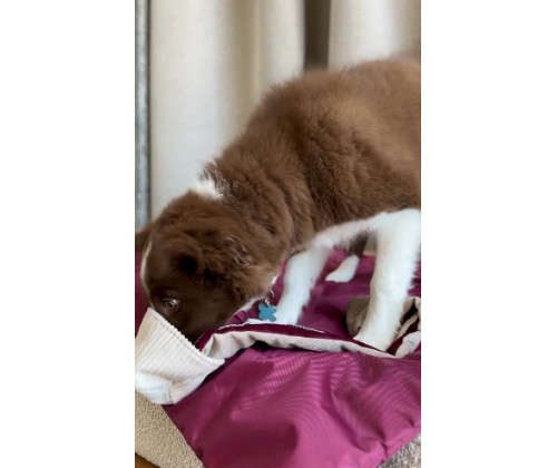 Игрушка для собак кекс Happy Peppy (Хэппи Пеппи) с отверстиями для корма Красный Игрушка для собак кекс Happy Peppy (Хэппи Пеппи) с отверстиями для корма Красный