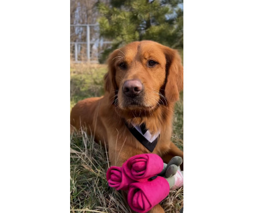 Игрушка для собак цветок тюльпан Happy Peppy (Хэппи Пеппи) с отверстиями для корма Желтый Игрушка для собак цветок тюльпан Happy Peppy (Хэппи Пеппи) с отверстиями для корма Желтый