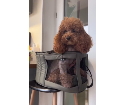 Сумка - переноска для котов и собак Happy Peppy (Хэппи Пеппи) Luna Bag Овал