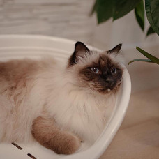 Пластиковий лежачик для котів і собак Ferplast Siesta Deluxe (Ферпласт Сеєста Деллюкс) 61.5 х 45 х h 21.5 см - SIESTA DELUXE 4, чорний