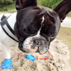 Резові шкарпетки - взуття для собак PAWZ (Поуз) розмір М (12 штук)