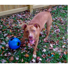 Jolly Pets Teaser Ball (Джоллі Петс Тізер Болл) іграшка м'яч подвійний для собак Великий - 30 см, Фіолетовий