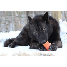 Jolly Pets FLEX N CHEW BOBBLE (Джоллі Пейс Флекс Боббл) іграшка для собак кісточка для ласощів