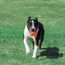 Іграшка для собак м'яч з карабіном і з схованкою для ласощів Dexas Off-Leash (Дексас Оф Ліш)