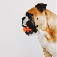 Іграшка для собак суперміцна кістка з отворами для ласощів Bionic Opaque Bone (Біонік Опак Боне)