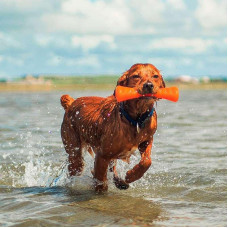 Іграшка для собак суперміцна кістка гантель із нішами для ласощів Bionic Opaque Stick (Біонік Опак Стик) Фіолетовий