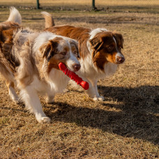 Жевательная игрушка кость с отверстиями для корма  для собак Ferplast Smile Bone (Ферпласт Смайл Бон)