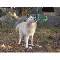 Іграшка пискавка для собак Непереможна змія Outward Hound Invincibles Snakes (Аутворд Хаунд)