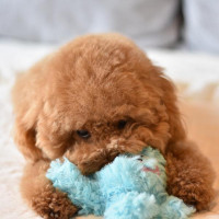 Игрушка для собак Patchwork Pet Octopus (Пэчворк Пэт Осьминог) 380