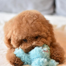 Игрушка для собак Patchwork Pet Octopus (Пэчворк Пэт Осьминог)