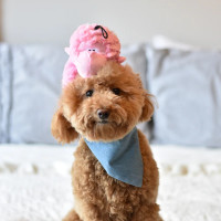 Іграшка для собак Patchwork Pet Gorilla (Печворк Пет Горілла) 220 