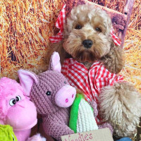 Игрушка для собак Patchwork Pet Maizey the Pig (Пэчворк Пэт Свинка Мэйзи)
