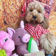 Игрушка для собак Patchwork Pet Maizey the Pig (Пэчворк Пэт Свинка Мэйзи)