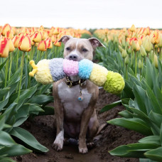 Игрушка для собак Patchwork Pet Caterpillar (Пэчворк Пэт Гусеница)