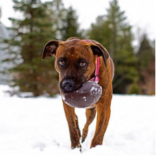 Суперміцний футбольний м'яч для собак з отвором для ласощів Planet Dog Footballl (Планет Дог Футбол)