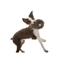 Плюшева іграшка їжака для собак Роузбудд West Pow Rosebud (Вест Пав Розбуд) Коричневий