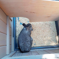 Клітка для кроликів Ferplast Ranch 100 Restyling (Ферпласт Ранч 100 Рестайлінг)