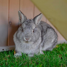 Клетка для кроликов Ferplast Ranch 100 Restyling (Ферпласт Ранч 100 Рестайлинг)