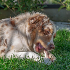 Жувальна кісточка для собак з ароматом яловичини Ferplast GoodBite Natural Bef (Ферпласт Гудбайт Нейчурал) L - 140 гри. - 17 x 5,5 x h 2,6 cm