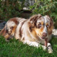 Жувальна кісточка для собак з ароматом яловичини Ferplast GoodBite Natural Bef (Ферпласт Гудбайт Нейчурал) L - 140 гри. - 17 x 5,5 x h 2,6 cm