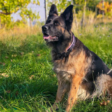 Ошейник для собак Ferplast Sport Dog С (Ферпласт Спорт Дог С)