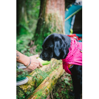 Плащ дождевик для собак BlackDoggy (БлекДогги) VC18-JK002-B XL, Розовый