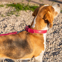 Поводок для собак из натуральной кожи Ferplast Vogue G (Ферпласт Вог Джи) 20 mm x L 120 cm - 20/120, Красный