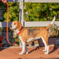 Поводок для собак из натуральной кожи Ferplast Vogue G (Ферпласт Вог Джи) 20 mm x L 120 cm - 20/120, Красный