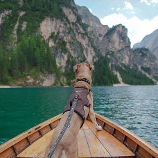 Нагрудная шлейка для собак с микрорегулировкой Ferplast Ergotrekking (Ферпласт Ерготрекинг) MEDIUM - A: 37 ÷ 47 см - B: 55 ÷ 65 см - C: 50 ÷ 60 см - L 25 см, Коричневый