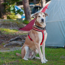 Світлий шлейк для собак з магнітною застібкою Ferplast Daytona R Cros (Ферпласт Дайтона П Кросс) L - B: 70 ae 96 см 25 мм, Чорний