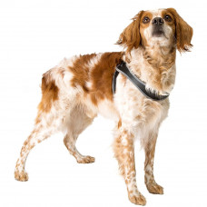 Нагрудна шлейка для собак зі шкірозамінника з еластичним шнурком Ferplast Agila 3 (Ферпласт Агіла 3) Чорний