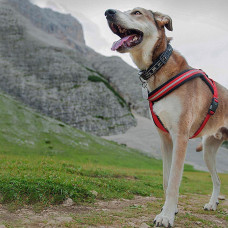 Світлопробивна шлейка для собак з магнітною застібкою Ferplast Daytona R Cross (Ферпласт Дайтон П Кросс) ML - B: 63 int 88 см 20 мм, Чорний