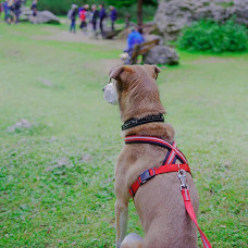 Світлопробивна шлейка для собак з магнітною застібкою Ferplast Daytona R Cros (Ферпласт Дайтона П Кросс) ML - B: 63 ann 88 см 20 мм, Червоний