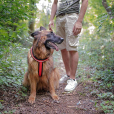 Світлий шлейк для собак з магнітною застібкою Ferplast Daytona R Cros (Ферпласт Дайтон П Кросс) XL - B: 74 day 108 см 25 мм, Червоний