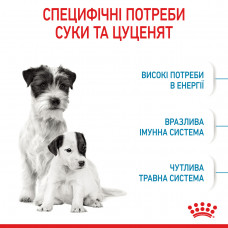 Royal Canin Mini Starter (Рояв Канін Міні Стартер Мазер Бебідог) корм для вагітних і годують собак до 10 кілограмів 1 кілограм.
