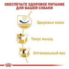 Royal Canin Pug Adult (Роял Канін Паг Едалт) сухий корм для дорослих собак породи мопс від 10 місяців