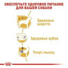 Royal Canin Poodle Adult (Роя Канін Пудель Едалт) сухий корм для дорослих собак пудель від 10 місяців 1.5 кг.