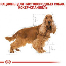 Royal Canin Cocker Adult (Роял Канін Кокер Едалт) сухий корм для собак породи кокер-спання від 12 місяців