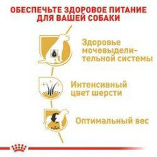 Ryal Canin Miniature Schnauzer Adult (Рояв Канін Мініатюр Шнауцер Едалт) корм для цвергш̣ауцерів від 10 міс 3 кг.