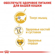 Royal Canin British Shorthair Adult (Рояв Канін Брітіш Шортхайр) корм для кішок британська короткошерсна 10 кг.