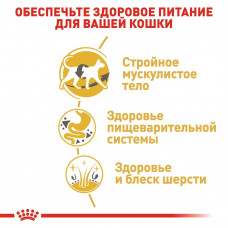 Royal Canin Siamese Adult (Рояв Канін Саямейз Едалт) сухий корм для котів сіамська від 12 місяців 2 кг.